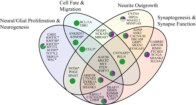 Fig. 5. Distribution of 58 hcASD genes in four main categories of neural development. Functional annotation could be found for 58 hcASD genes based on a manual literature search. Most highly penetrant ASD genes are pleiotropic, being involved in multiple stages of brain development. The small pie-charts in each region indicate the percentage of genes in green and purple clusters from Fig. 4. The gray color in pie-charts represents percentage of genes with no strong expression level in fetal and early post-natal periods. A gene is marked by an asterisk (*) if its function was inferred from evidence in adult neural stem cells, embryonic or hematopoietic stem cells, central nervous system other than brain, or, for one gene, cancer (see Table S2 for details and references).