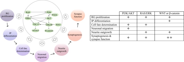 Fig. 6. The RAS/ERK, PI3K/AKT, WNT and β-catenin signaling pathways are involved in different stages of brain development and are commonly disrupted in ASD. The schematic on the left indicates that these signaling pathways are highly interconnected and modulate different aspects of brain development. For this illustration, the pathways are simplified and some intermediate genes are not shown. In the table on the right, a plus sign (+) for each pathway indicates that its dysregulation has been reported in the corresponding fetal developmental stages based on studies on either hcASD genes, ASD-derived neurons, or both (double plus signs).