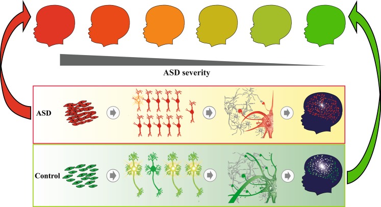 Fig. 8. ASD is a multistage, progressive disorder of prenatal brain development. ASD children show a continuum of disorder severity because a wide range of heterogeneous insults can affect brain development in a not fully deterministic way. We propose the general theory that ASD arises from disruption of gene regulatory circuits with multiscale, hierarchical consequences on brain development starting from very early fetal stages. One possible prenatal trajectory of ASD is illustrated here. As compared with four fetal stages illustrated in typical development (lower panel; increasing fetal age from left to right), this ASD trajectory begins in the 1st and 2nd trimesters with abnormally high rates of proliferation; this results in excess neural precursor cells (ASD first panel). Disorder continues with disruption of migration, laminar disorganization, reduced cell growth, and reduced neurite outgrowth, resulting in neurons with a 10-fold decrease in spontaneous neural activity (ASD second panel). At still later stages, ASD neurons show defects in synaptogenesis, receptor and neurotransmitter development (ASD third panel). This deviant development of neurons leads to abnormal neural circuitry with a 6-fold decrease in synchronized bursts of neural network activity (ASD fourth panel). This also illustrates that ASD pathogenesis is not set at one point in time and does not reside in one process, but rather is a cascade of pathogenic processes. Different causes and prenatal times of insult combined with individual-dependent background genetics may alter details of developmental trajectories, resulting in differences in number, size and type of neurons in different cortical layers as well as number and functionality of synapses. This fetal heterogeneity leads to post-natal heterogeneity in neural circuits, behavior and clinical outcomes. Discovery of prenatal causes, processes and trajectories as they occur in children with ASD requires a paradigm shift: the ASD Living Biology approach. Courtesy of Eric Courchesne and Vahid H. Gazestani